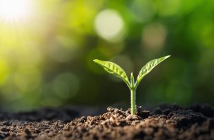The Four Most Common Soil Types